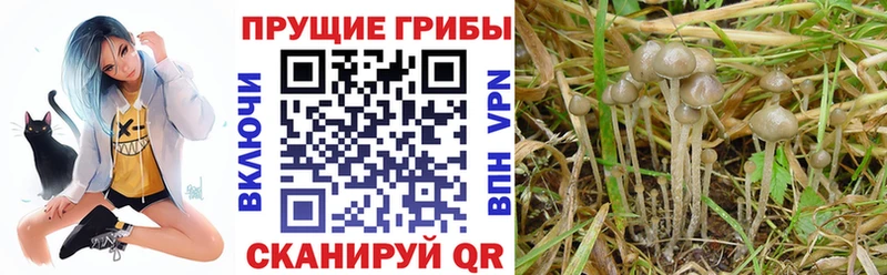 Псилоцибиновые грибы мицелий купить наркоту Арск